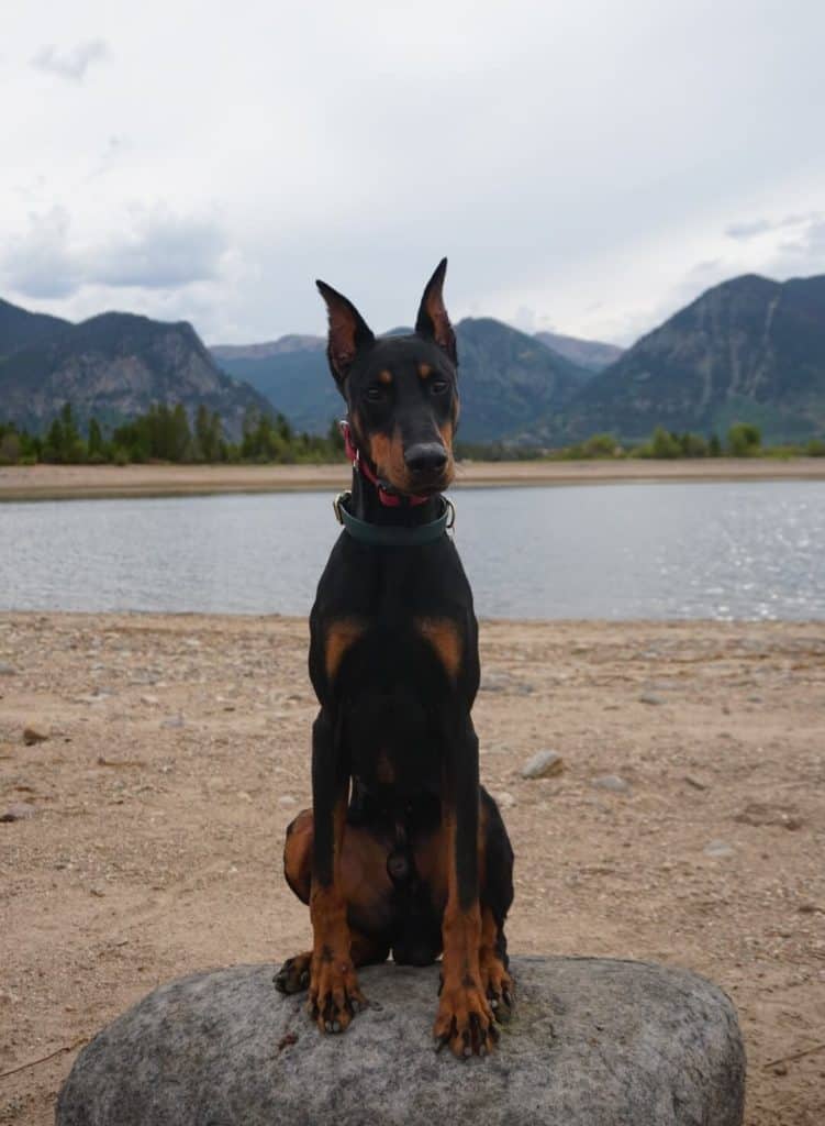 colorado dog training