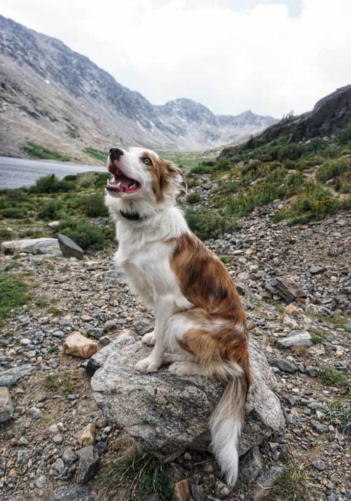 customized dog training colorado