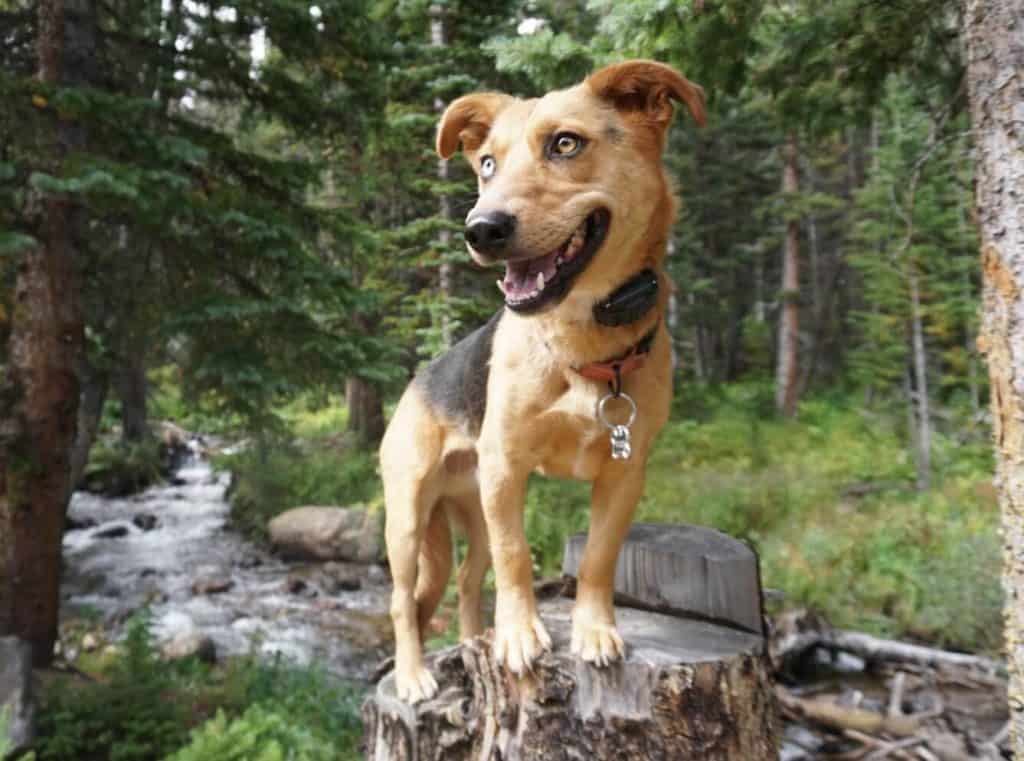 e-collar training broomfield colorado