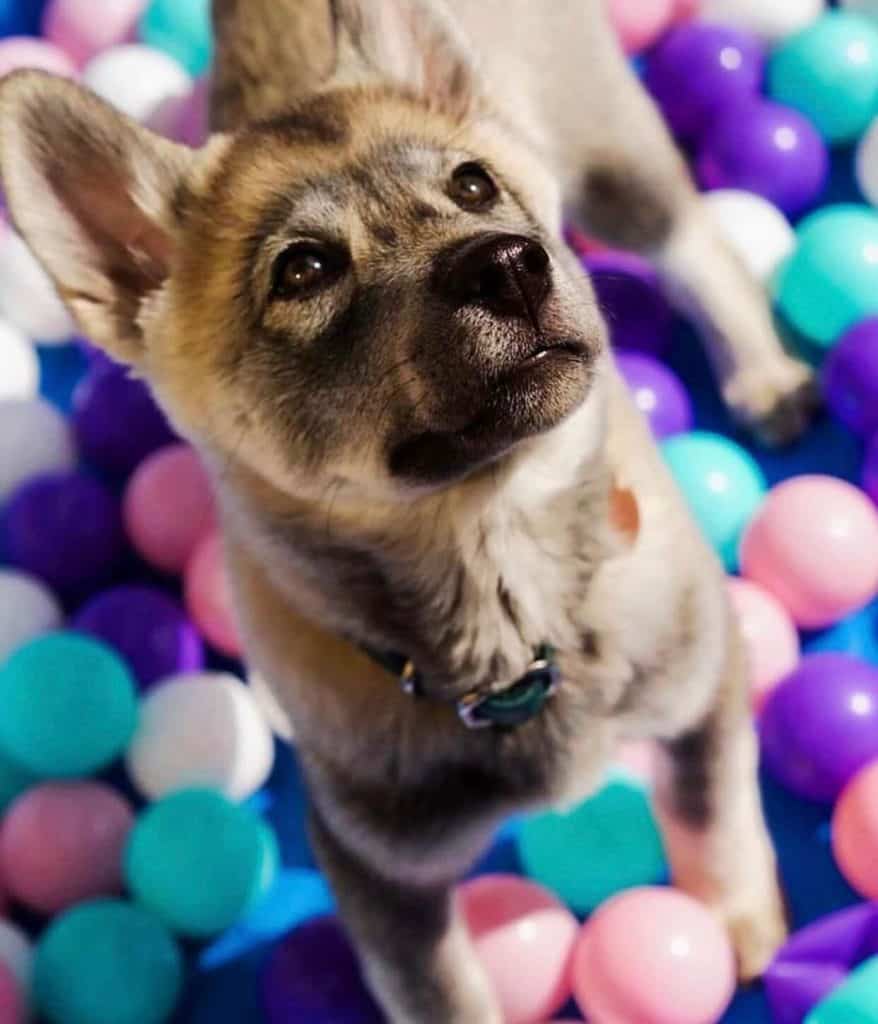 puppy training broomfield colorado